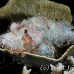 scorpionfish_tasseled_sb_gld_h_0181_kom1798.jpg